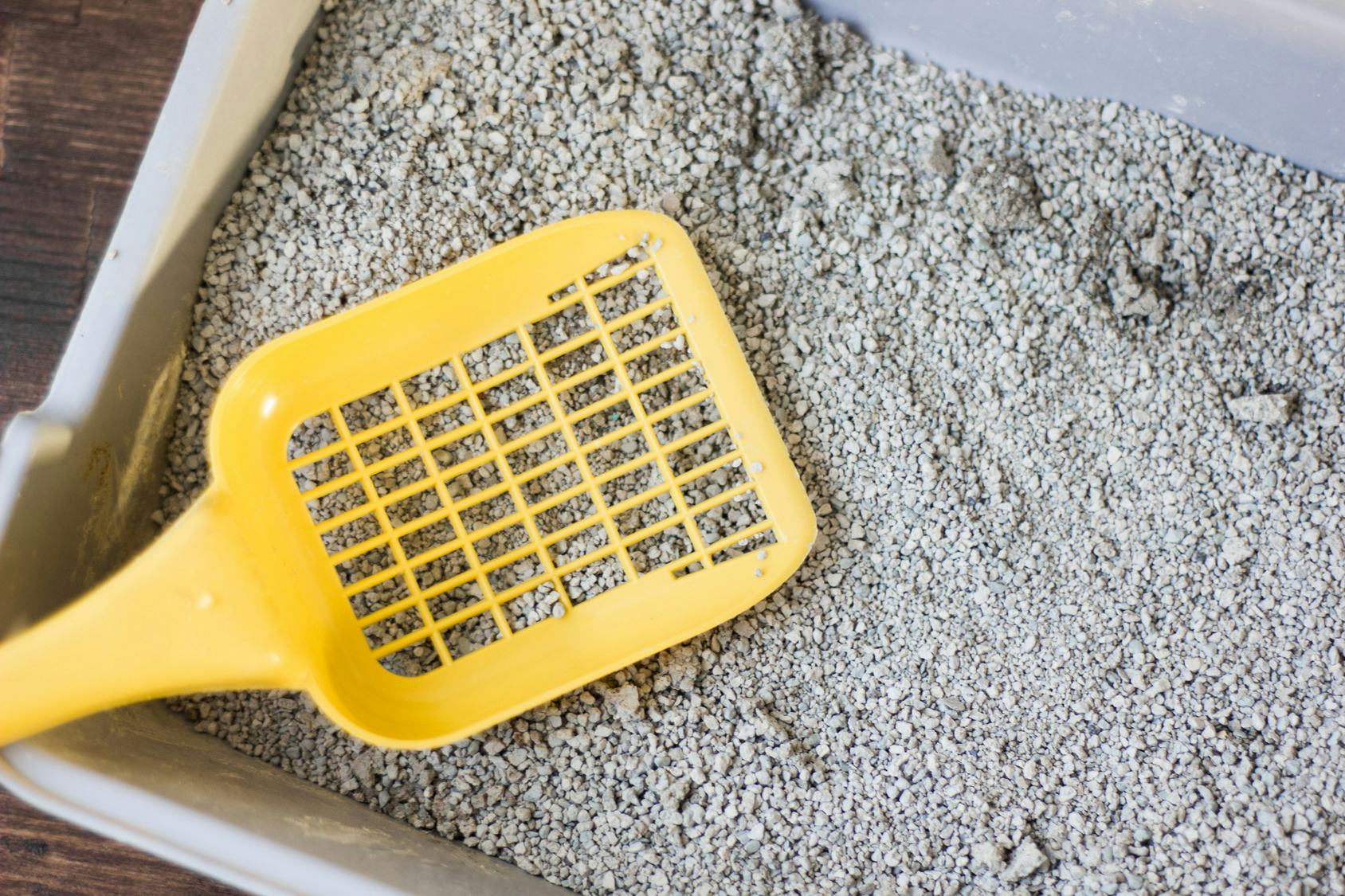 Scooping litter box top while pregnant