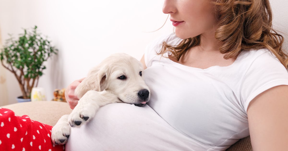 Can My Pet Hurt My Baby If They Jump On My Stomach Their Excitement Has Limits Can My Pet Hurt My Baby If They Jump On My Stomach Their Excitement Has Limits