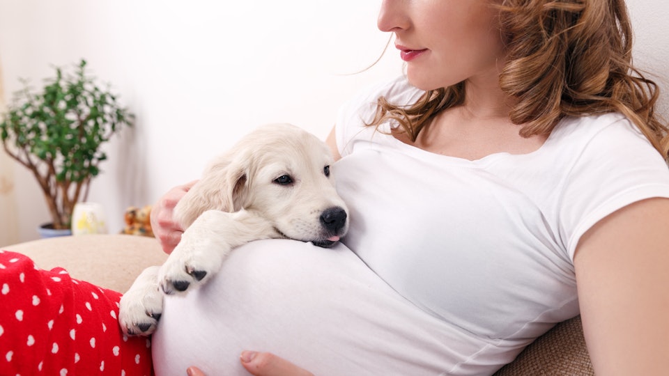 Can My Pet Hurt My Baby If They Jump On My Stomach Their Excitement Has Limits