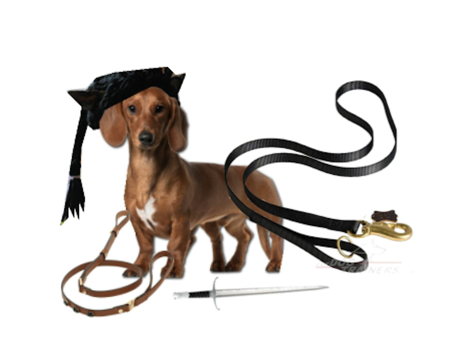 Adorable 'Game Of Thrones' 2017 Halloween Costume Ideas For Your Dog