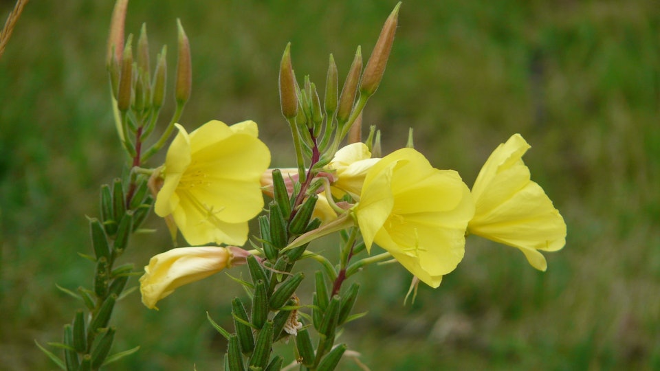 How Does Evening Primrose Oil Help You Get Pregnant? An Expert ... How Does Evening Primrose Oil Help You Get Pregnant? An Expert ...