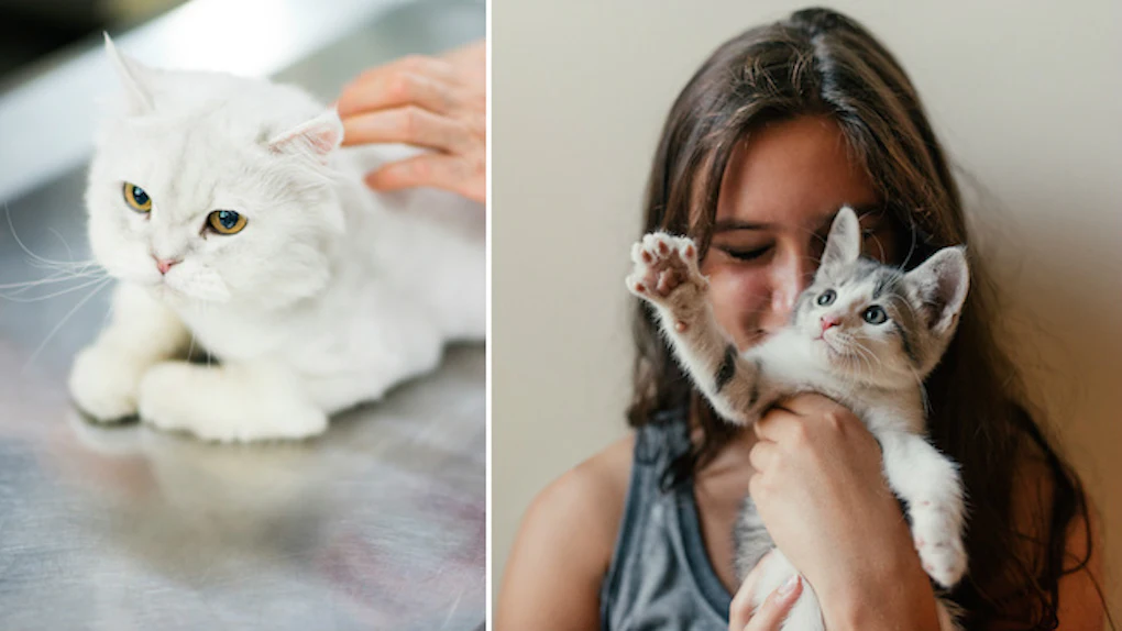 The Kind Of Cat To Get This Year Based On Your Zodiac Sign
