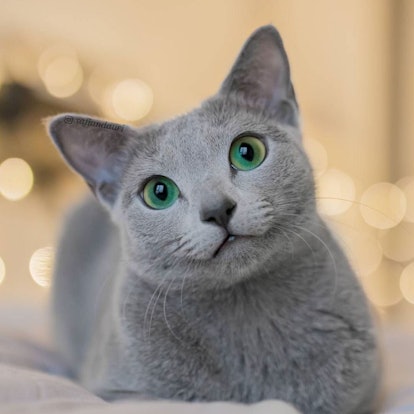 The Kind Of Cat To Get This Year, Based On Your Zodiac Sign