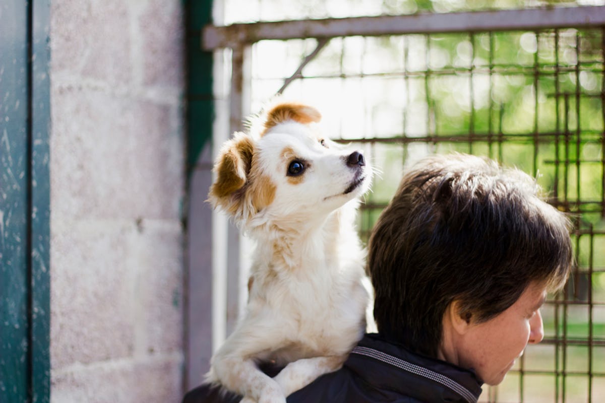 7 Animal Shelters To Volunteer At In Nyc To Make More Than One Fur Babies Day