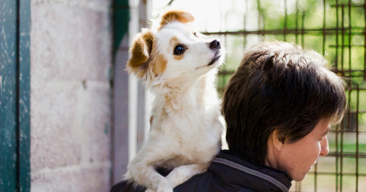 7 Animal Shelters To Volunteer At In NYC To Make More Than One Fur Babies'  Day