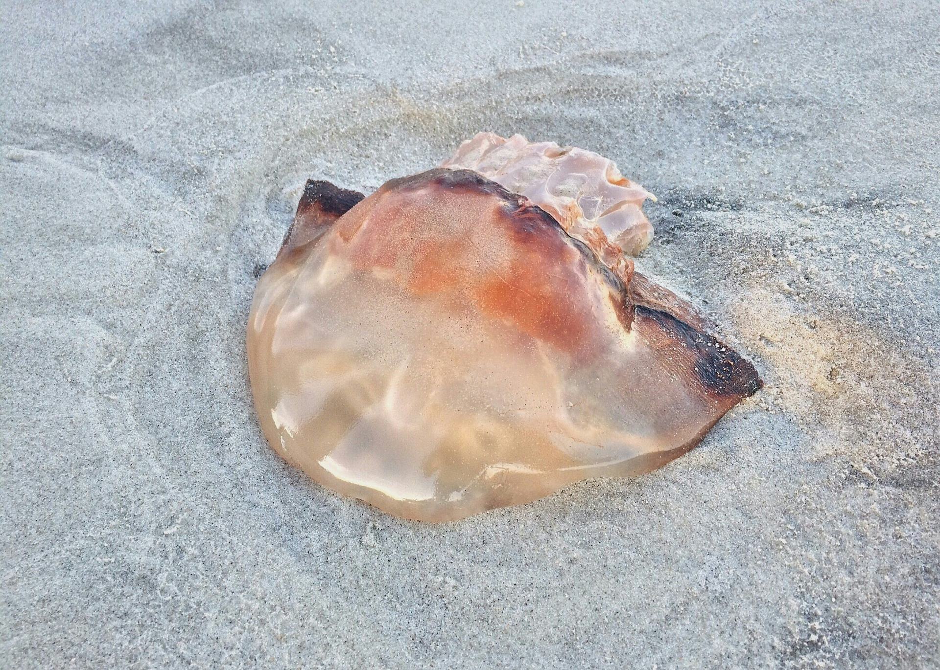 A Florida Jellyfish Mob Stung 400 Unsuspecting Beachgoers Over The Weekend
