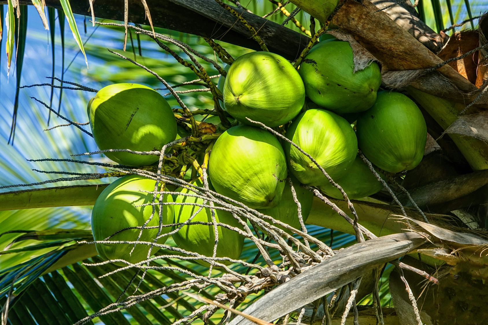 Where Does Coconut Water Come From? 4 Facts You Should Know About This Hydrating Drink