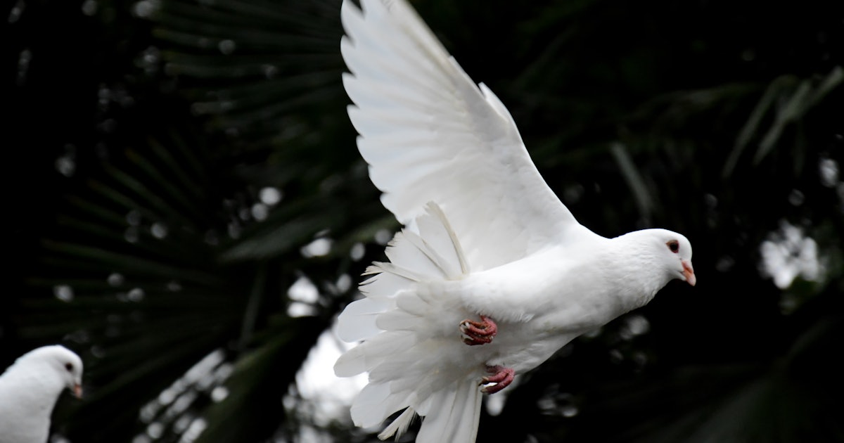 The Dead Dove Near Versace’s Body Really Happened, So 'American Crime