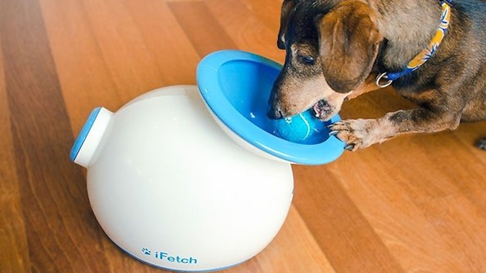 9 weird dog accessories