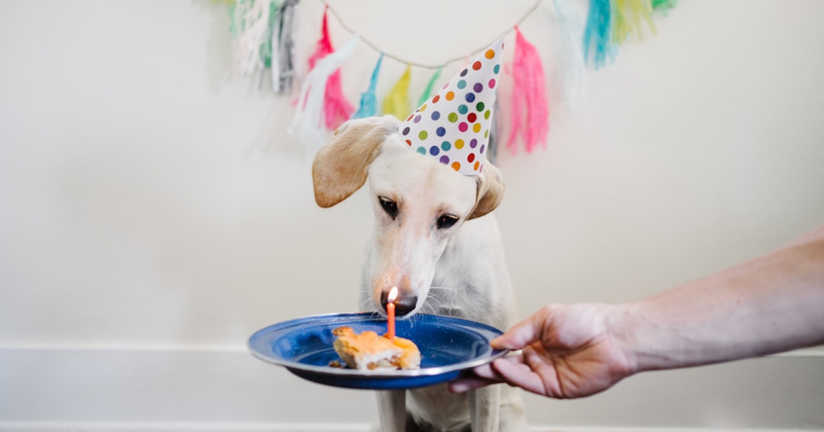 6 Unique Ways To Celebrate Your Dog S Birthday With A Paw