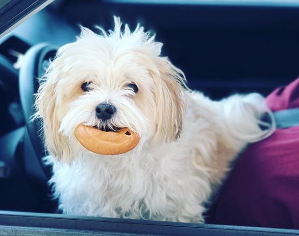 This Instagram Of Dogs Waiting For Einstein's Bagels In The DriveThru Line Is Truly A Gift To