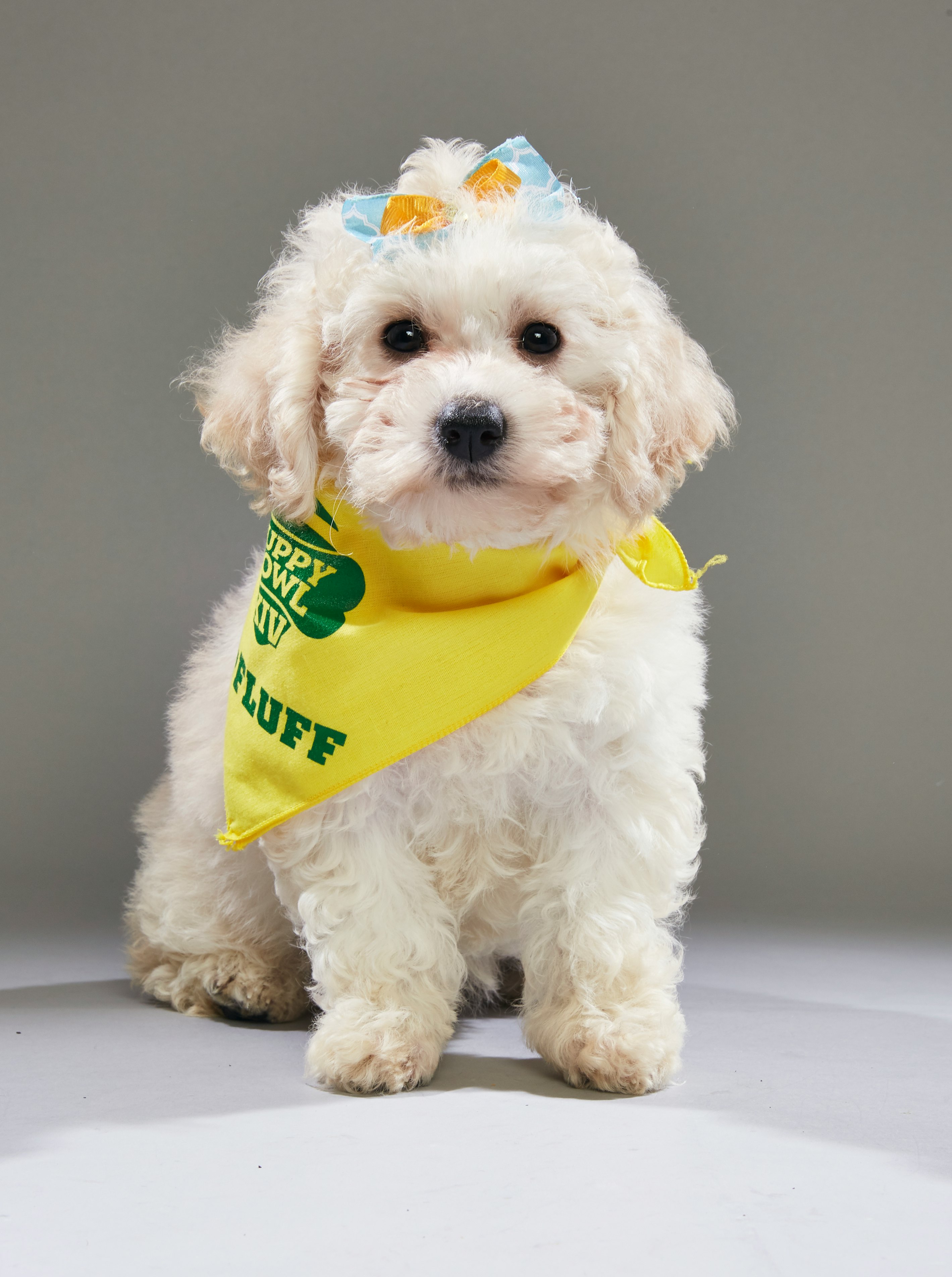 team fluff puppy bowl