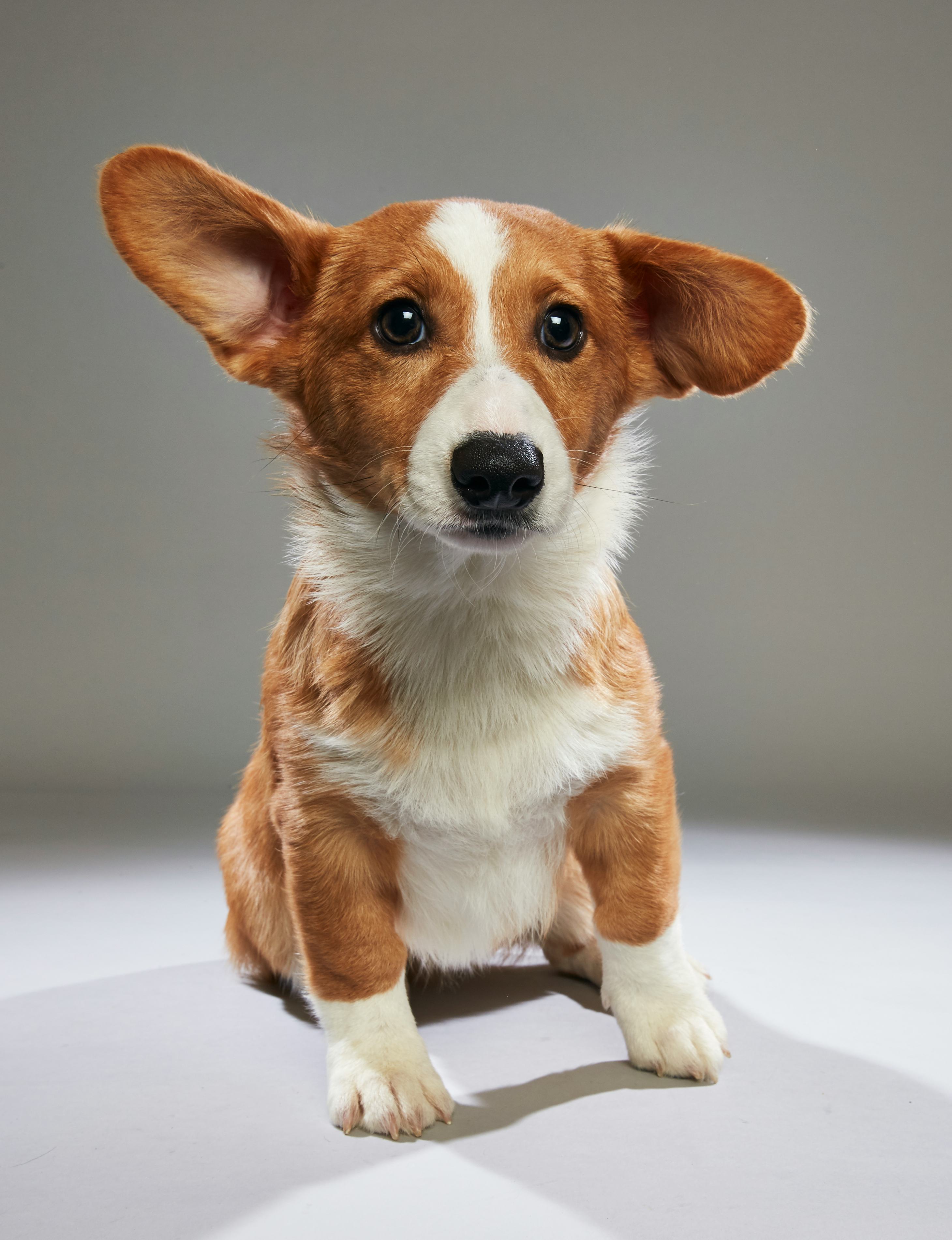The 2018 Puppy Bowl Puppies Are Here & The Starting Lineup Is Too Cute