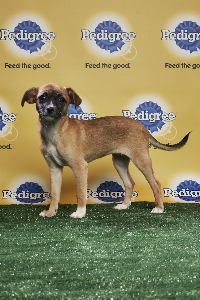 2018 Puppy Bowl Puppies, Ranked By Cuteness For Your ...