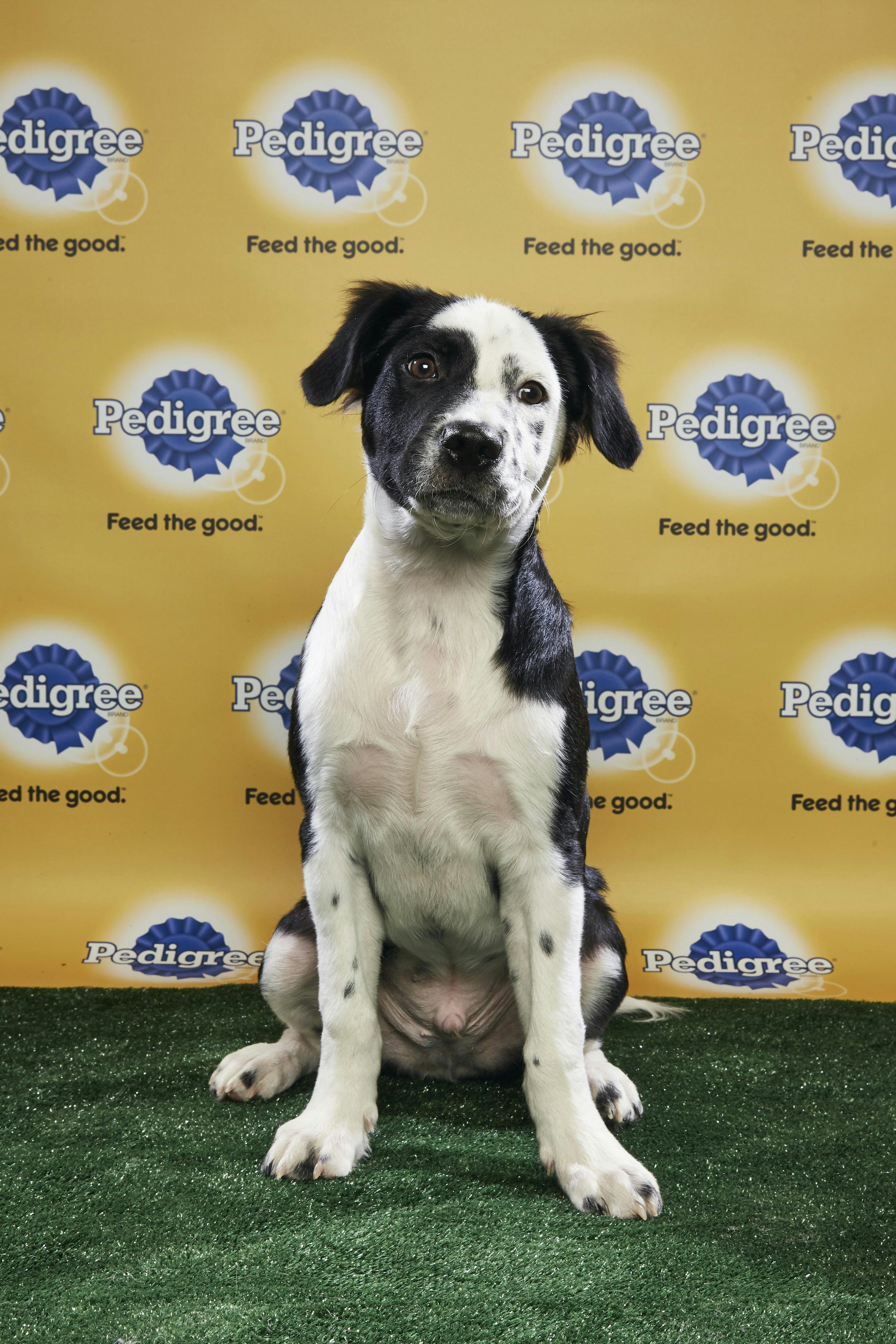 the puppy bowl 2018