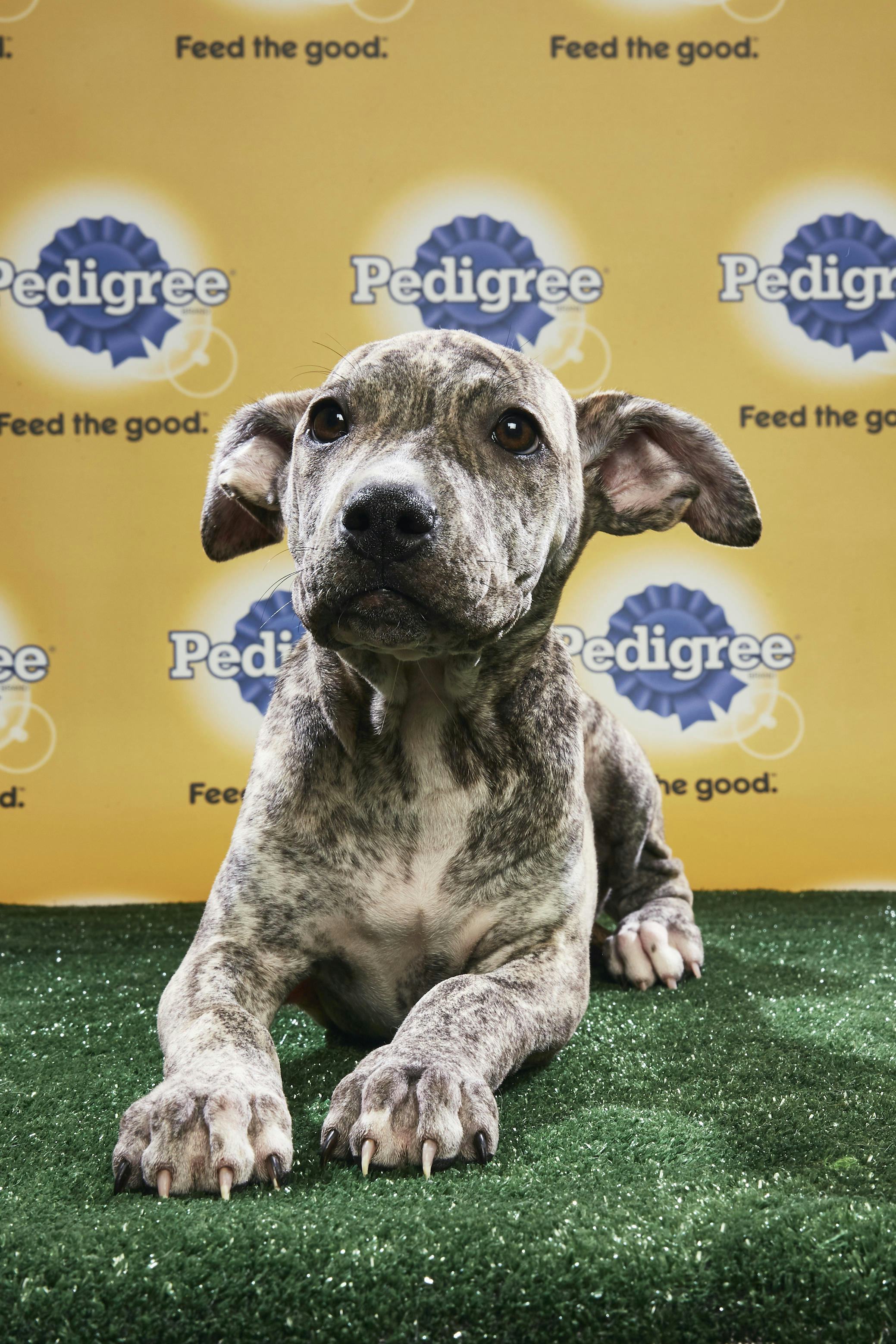 Blue merle pitbull puppies for sales sale 2018