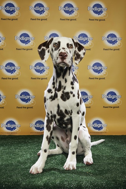 2018 Puppy Bowl Puppies, Ranked By Cuteness For Your ...