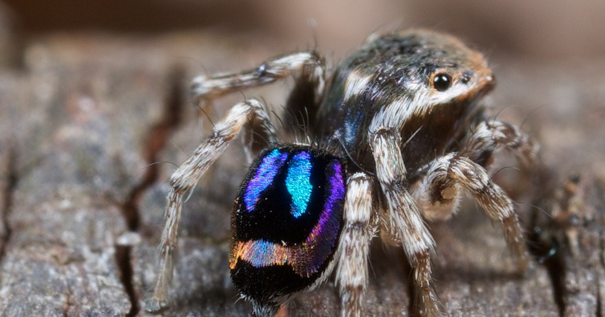 Australian Rainbow Peacock Spiders Are Not Only Adorable, They’re ...