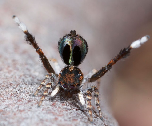 Australian Rainbow Peacock Spiders Are Not Only Adorable, They’re