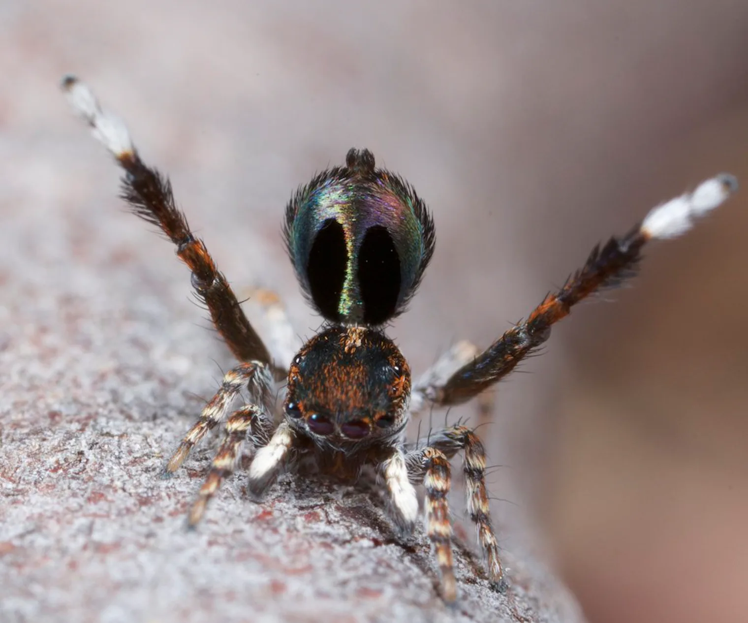 Australian Rainbow Peacock Spiders Are Not Only Adorable, They’re ...