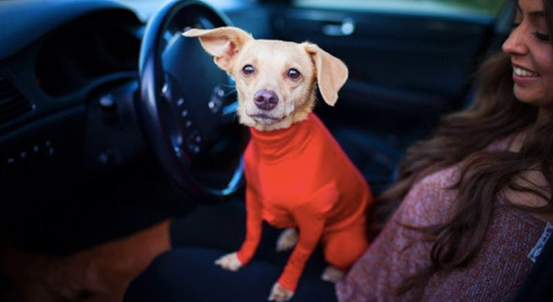 The 2024 shed defender