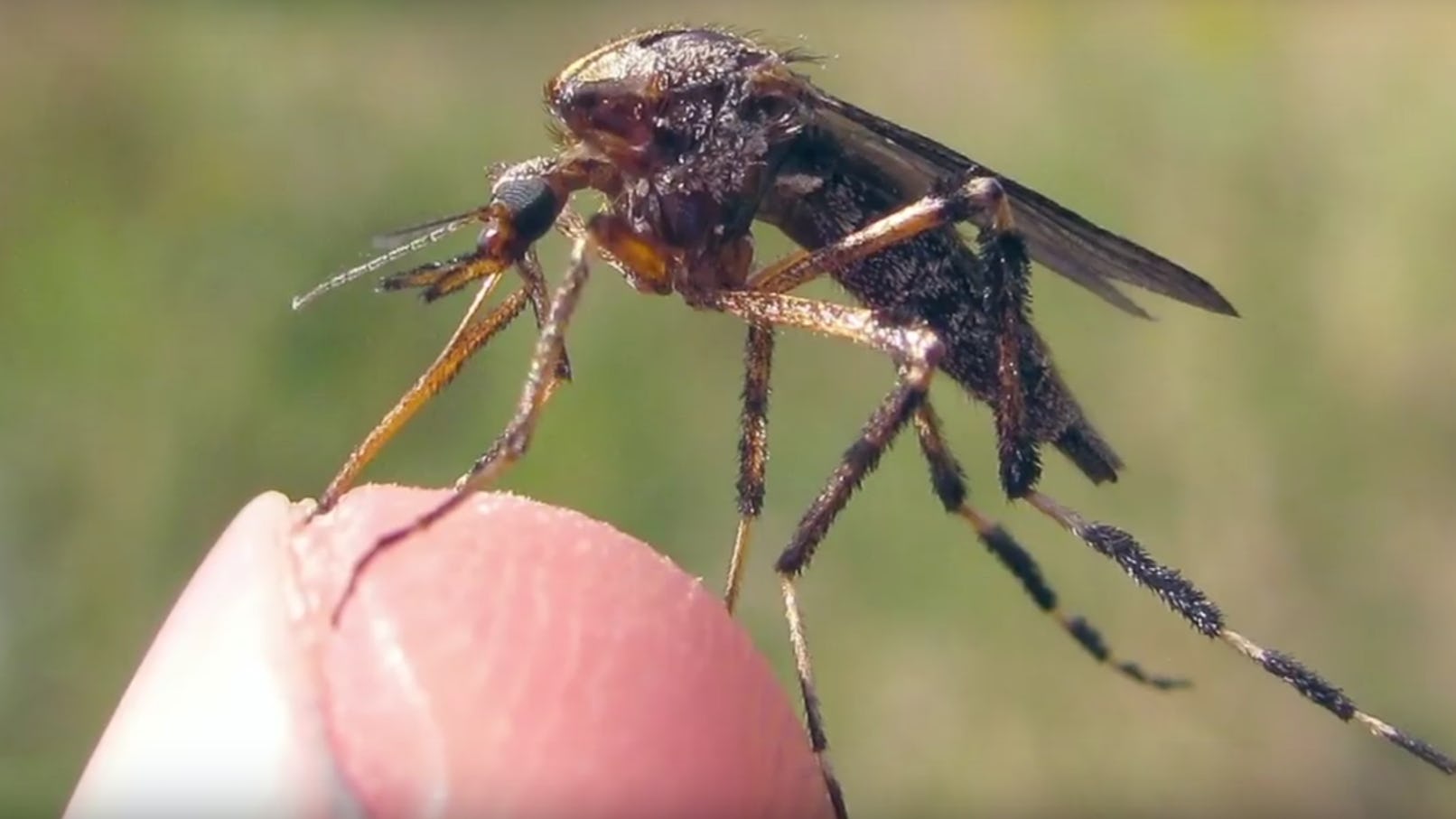 Supersize Mosquitos Are Beginning To Appear Around The Country & It’s