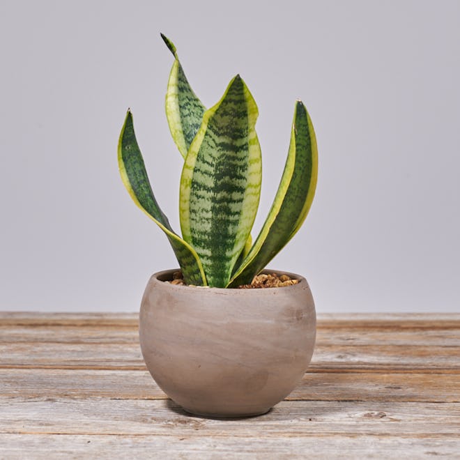 Bailey Concrete Planter With Snake Plant