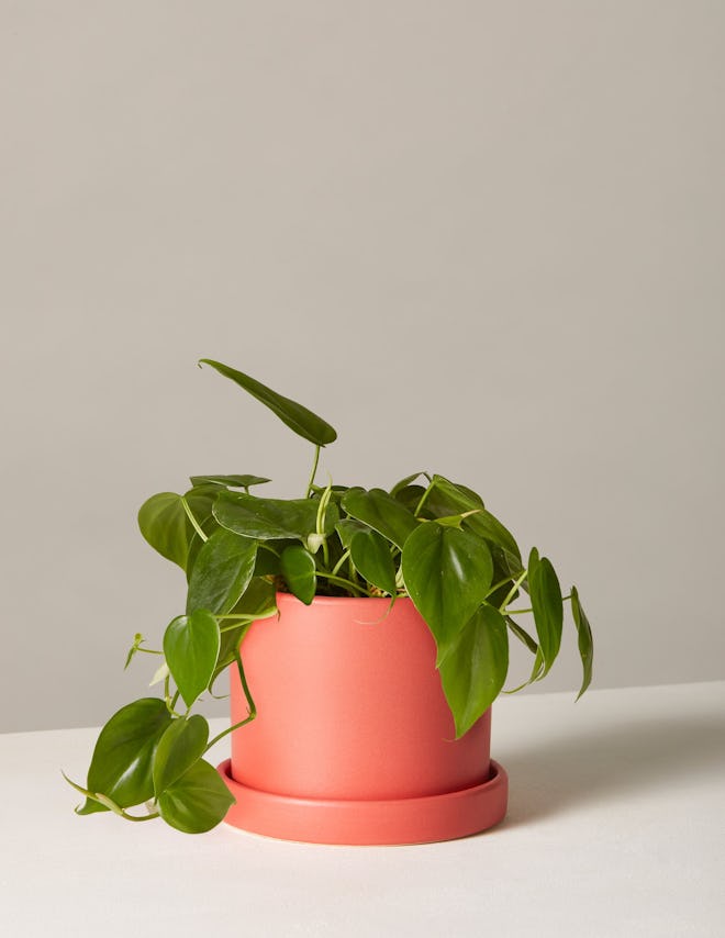 Philodendron In Small Hyde Planter