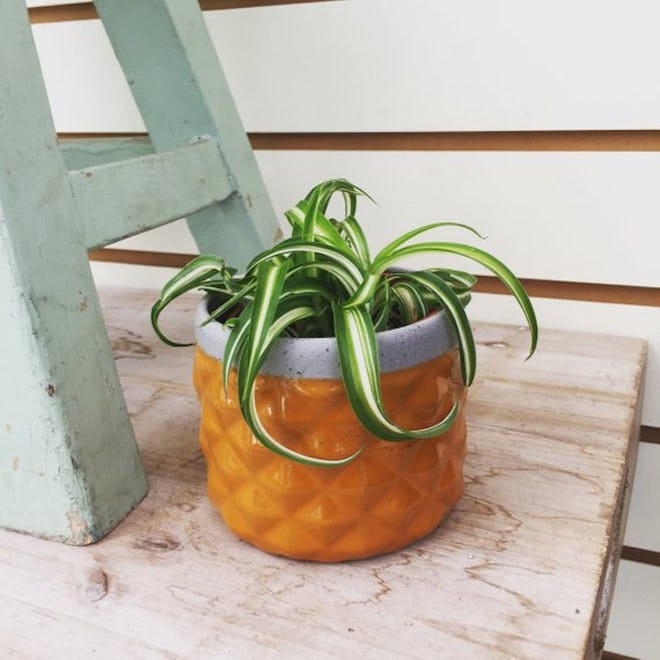 Spider Plant