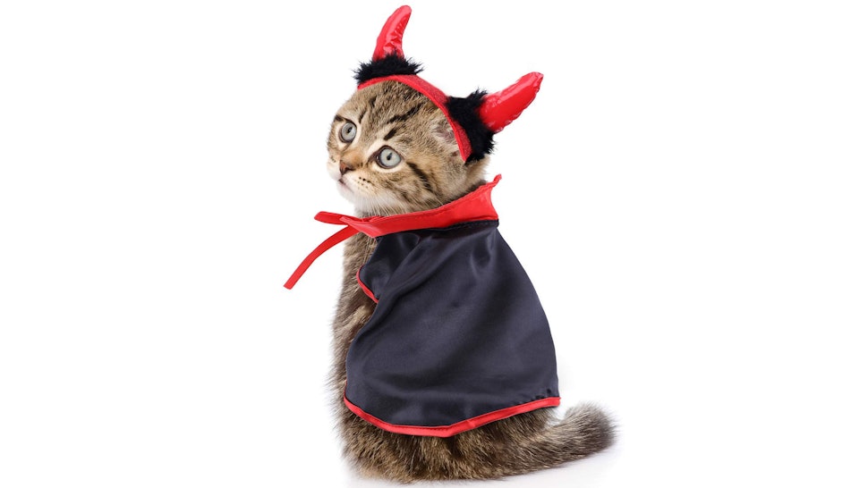 Cat wearing a devil costume with flame details