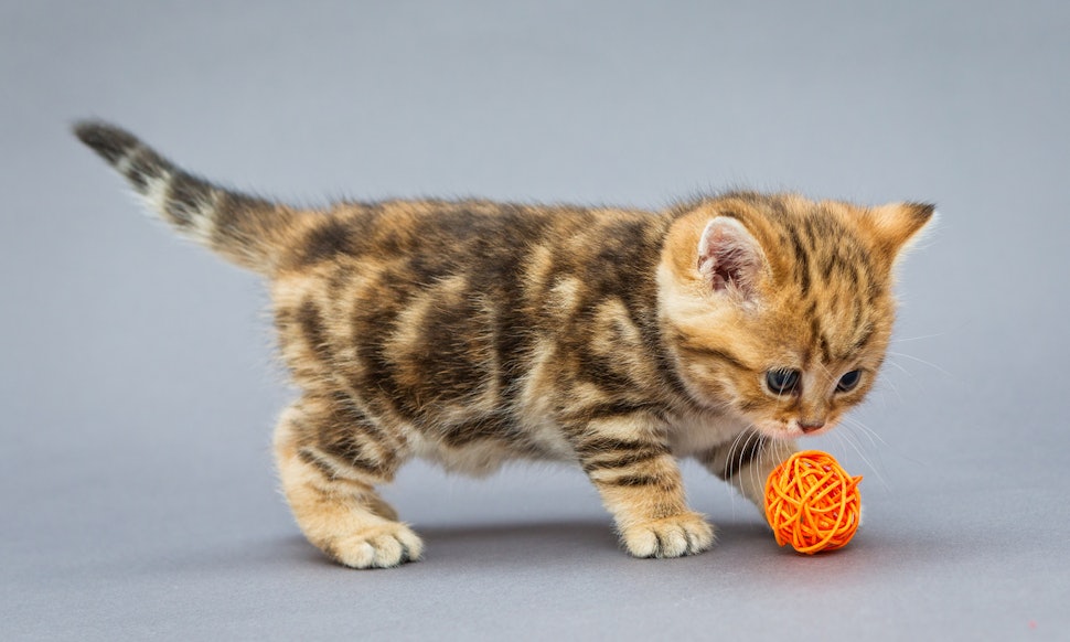 Résultat de recherche d'images pour "kittens"