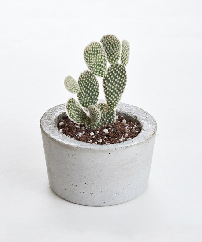 Kenzie Concrete Barrel Planter With Cactus, Gray 