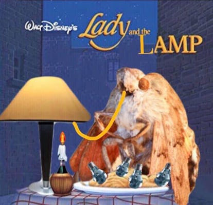 12 Moth Lamp Memes Tweets To Further Feed Your Obsession