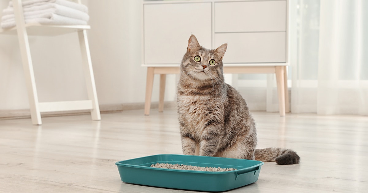 The 5 Best Cat Litter Pans