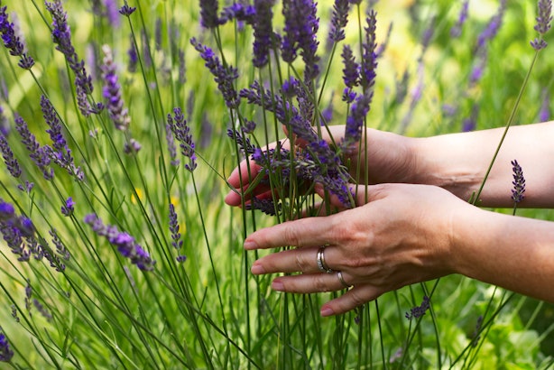 Is Lavender Relaxing? Benefits Of The Smell Can Be More Impactful Than ...