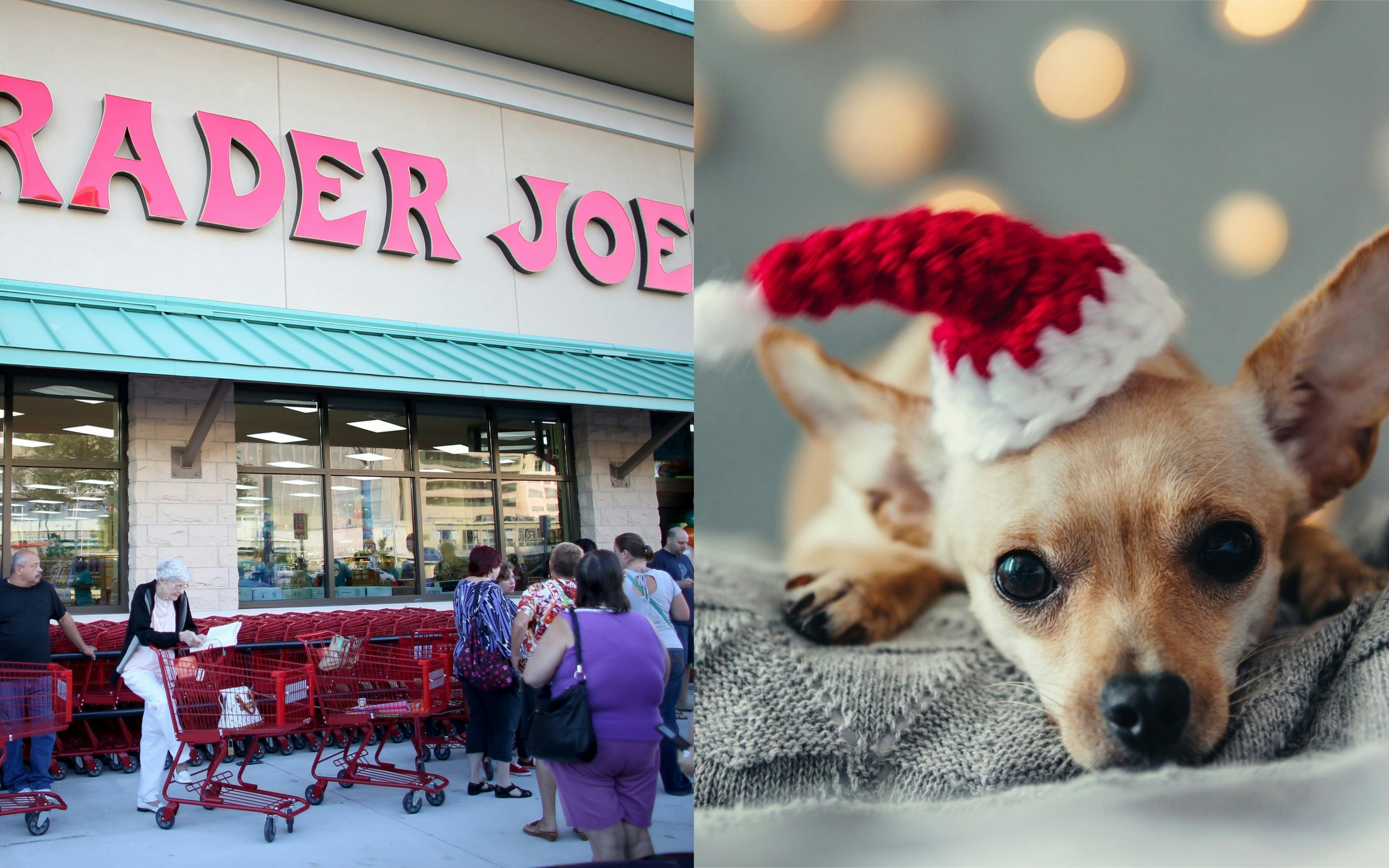 dog treat advent calendar trader joe's