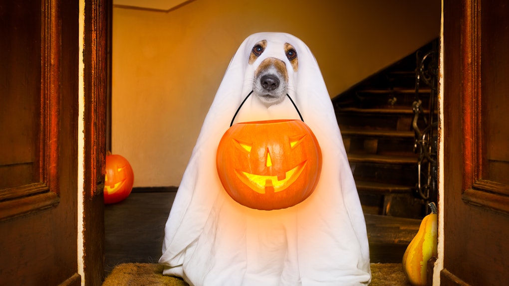 Download Free 14 Halloween Zoom Backgrounds To Take Your Virtual Parties To The Next Level PSD Mockup Template