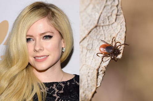  Avril Lavigne on the right and an Ixodes persulcatus on a leaf on the left