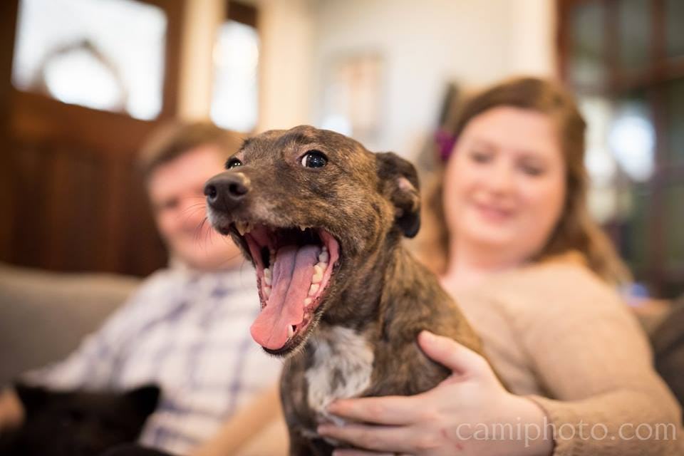 9 Maternity Shoot Ideas With Dogs That Prove Pets Will Always Be Part Of The Family