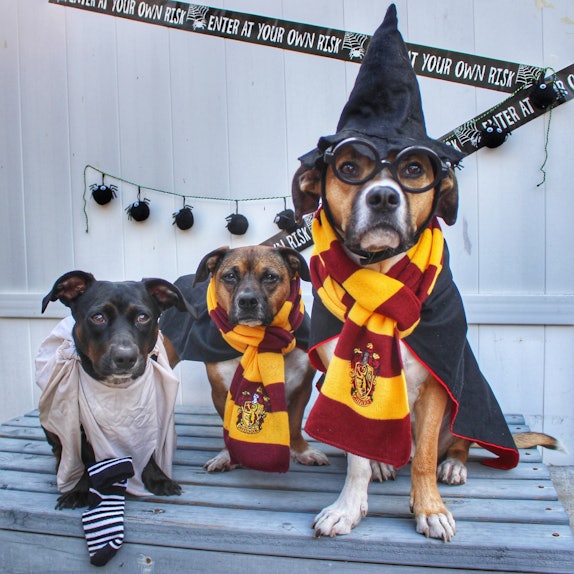 Wag!'s Dog Halloween Costume Contest Lets You Vote On The Cutest Pups