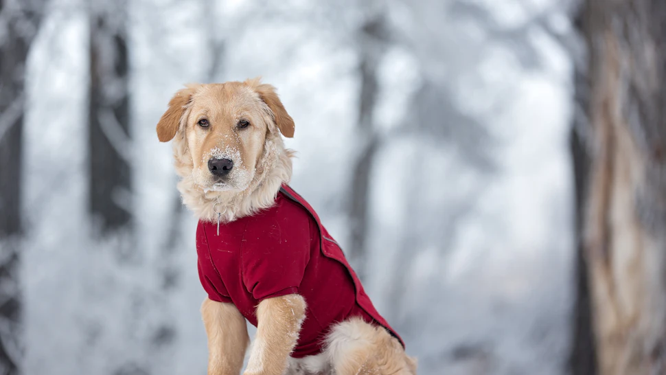The 4 Best Dog Jackets For Winter the-4-best-dog-jackets-for-winter