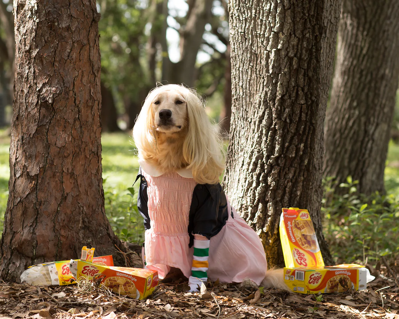 dog dress halloween with Matching Leash- Fab-BOO-lous Dogs Dressed Up For Halloween