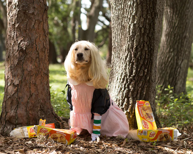 dog dress halloween with Matching Leash- Fab-BOO-lous Royal Princess Costume | Paws