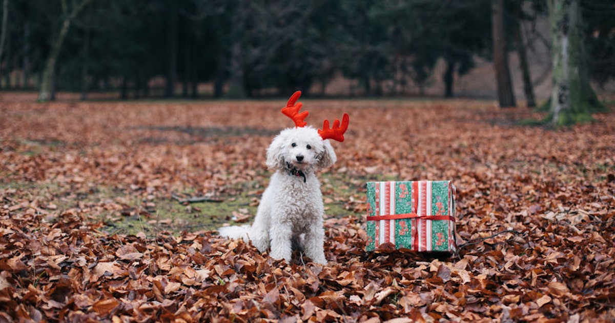 Trader Joe's' Advent Calendar For Dogs Is The Perfect Gift For Your Fur