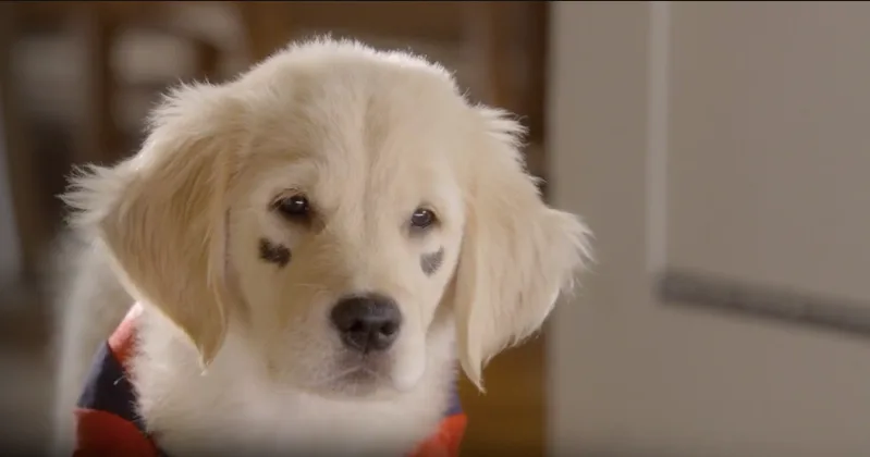 netflix shows for dogs