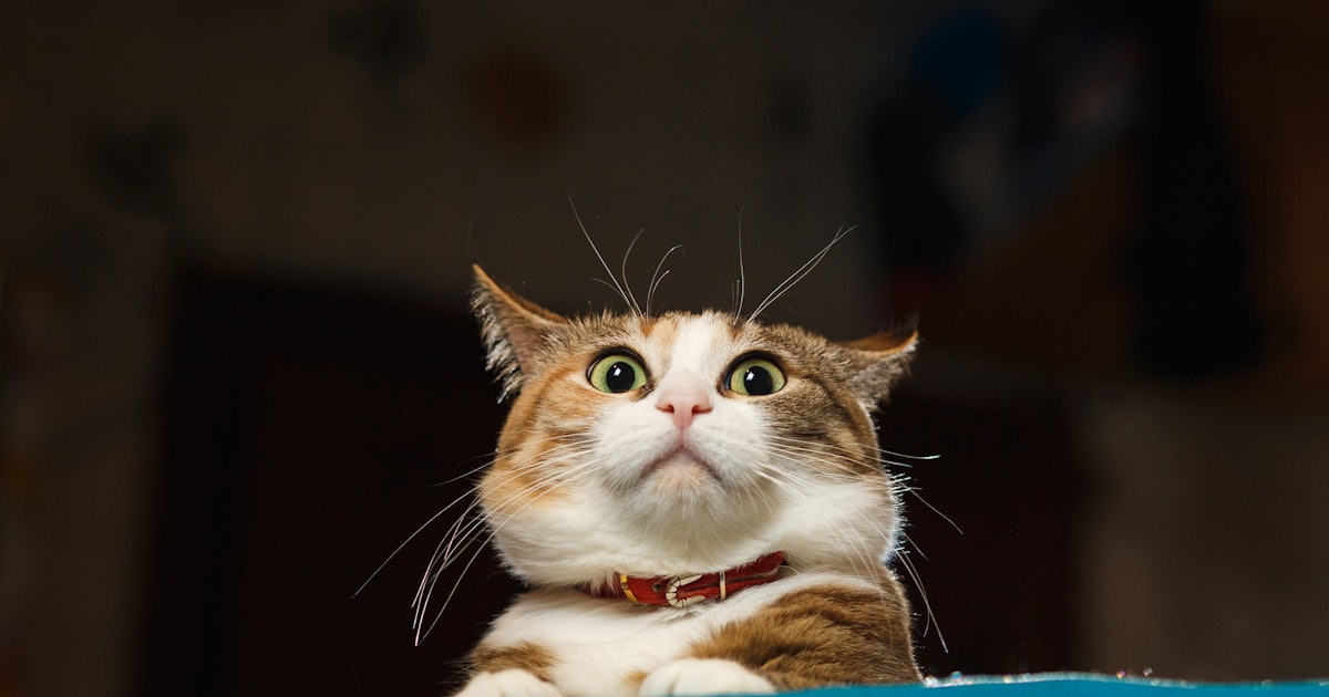 38 Funny Cat GIFs, Because Your Feline Is Not The Only One That Acts