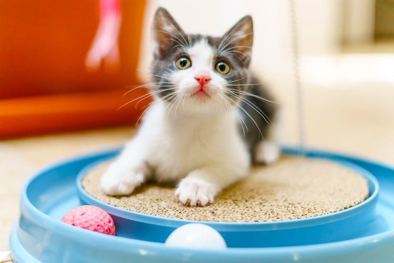 The 5 BestSelling Cat Toys