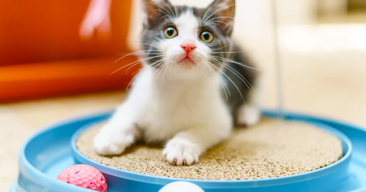 The 5 Best-Selling Cat Toys best cat toys for kittens