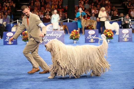 Thanksgiving 2018 shop dog show