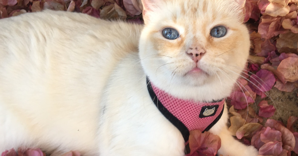 Should You Walk Your Cat Leash Training Is The Cutest Safest
